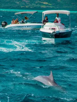 Dolphin watching from boat